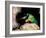 Mantis Shrimp-Louise Murray-Framed Photographic Print