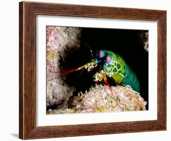 Mantis Shrimp-Louise Murray-Framed Photographic Print