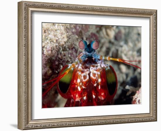 Mantis Shrimp-null-Framed Photographic Print