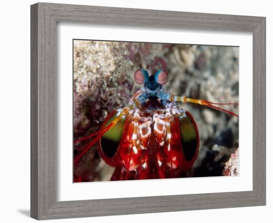 Mantis Shrimp-null-Framed Photographic Print