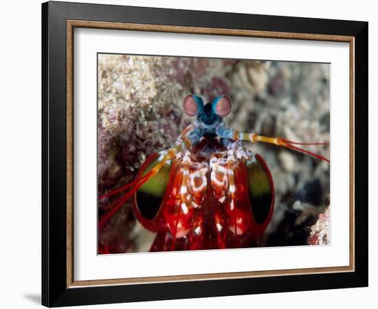 Mantis Shrimp-null-Framed Photographic Print