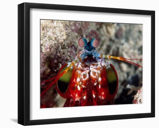 Mantis Shrimp-null-Framed Photographic Print