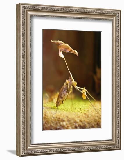 Mantis, 'Wandering Violin Mantis', Female, Camouflage, Hunt, Attack Position-Harald Kroiss-Framed Photographic Print