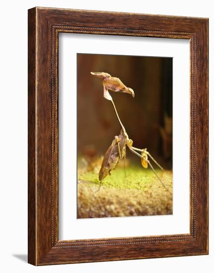 Mantis, 'Wandering Violin Mantis', Female, Camouflage, Hunt, Attack Position-Harald Kroiss-Framed Photographic Print