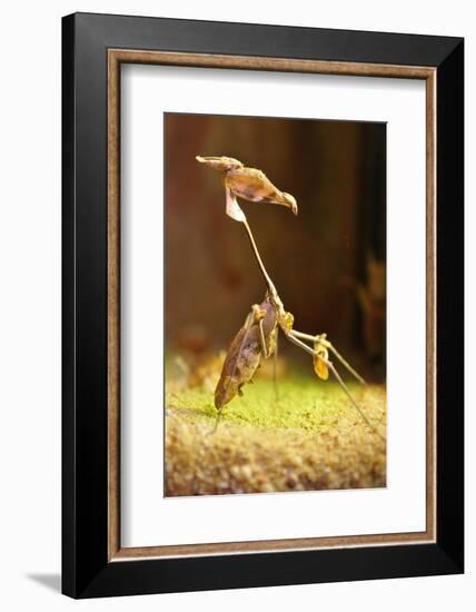 Mantis, 'Wandering Violin Mantis', Female, Camouflage, Hunt, Attack Position-Harald Kroiss-Framed Photographic Print