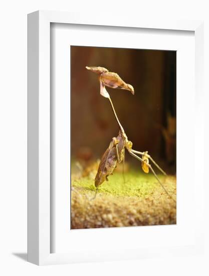 Mantis, 'Wandering Violin Mantis', Female, Camouflage, Hunt, Attack Position-Harald Kroiss-Framed Photographic Print