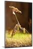 Mantis, 'Wandering Violin Mantis', Female, Camouflage, Hunt, Attack Position-Harald Kroiss-Mounted Photographic Print