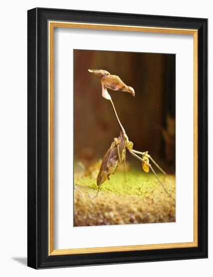 Mantis, 'Wandering Violin Mantis', Female, Camouflage, Hunt, Attack Position-Harald Kroiss-Framed Photographic Print