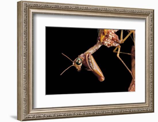 Mantispa Styriaca (Mantidfly) - Portrait-Paul Starosta-Framed Photographic Print