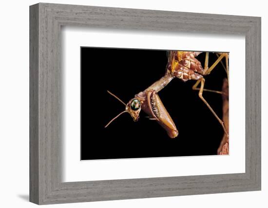 Mantispa Styriaca (Mantidfly) - Portrait-Paul Starosta-Framed Photographic Print