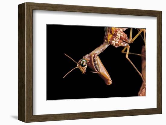 Mantispa Styriaca (Mantidfly) - Portrait-Paul Starosta-Framed Photographic Print