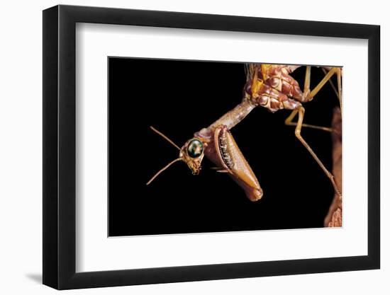 Mantispa Styriaca (Mantidfly) - Portrait-Paul Starosta-Framed Photographic Print