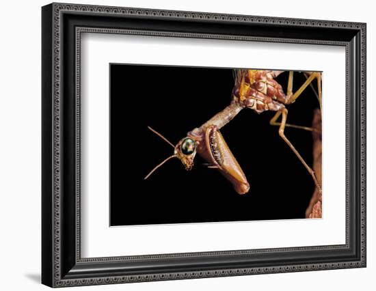 Mantispa Styriaca (Mantidfly) - Portrait-Paul Starosta-Framed Photographic Print