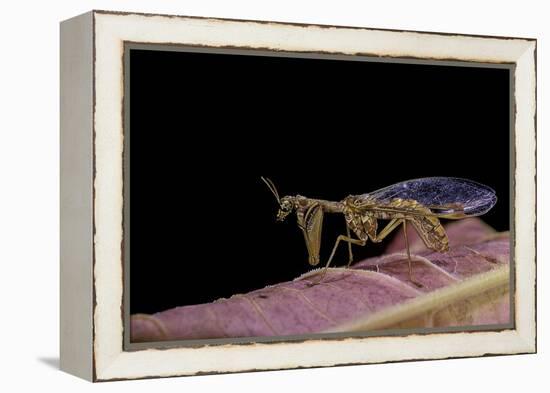 Mantispa Styriaca (Mantidfly)-Paul Starosta-Framed Premier Image Canvas