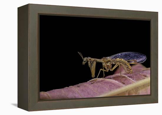 Mantispa Styriaca (Mantidfly)-Paul Starosta-Framed Premier Image Canvas