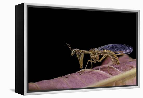 Mantispa Styriaca (Mantidfly)-Paul Starosta-Framed Premier Image Canvas