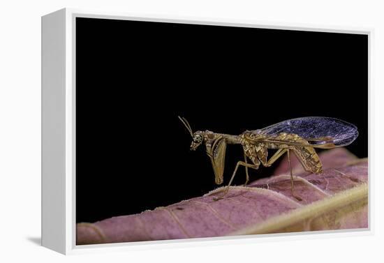 Mantispa Styriaca (Mantidfly)-Paul Starosta-Framed Premier Image Canvas