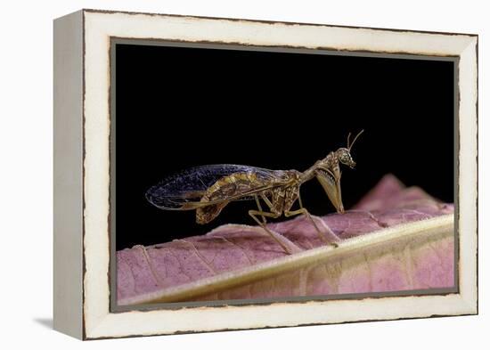 Mantispa Styriaca (Mantidfly)-Paul Starosta-Framed Premier Image Canvas