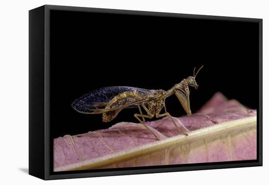 Mantispa Styriaca (Mantidfly)-Paul Starosta-Framed Premier Image Canvas