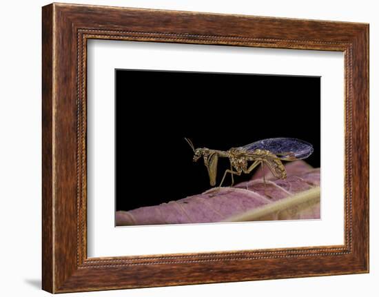 Mantispa Styriaca (Mantidfly)-Paul Starosta-Framed Photographic Print