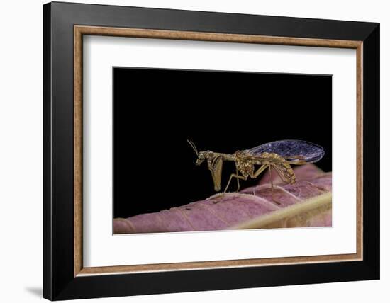 Mantispa Styriaca (Mantidfly)-Paul Starosta-Framed Photographic Print