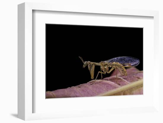 Mantispa Styriaca (Mantidfly)-Paul Starosta-Framed Photographic Print