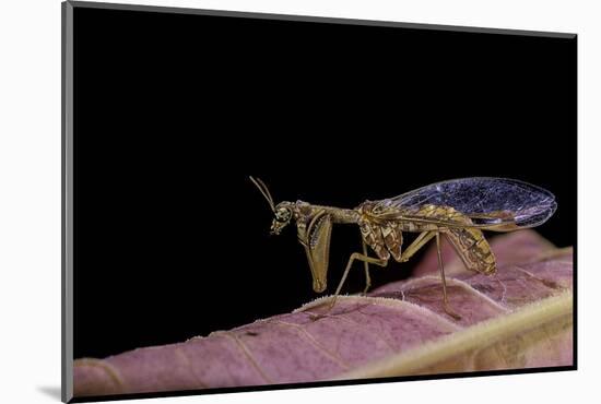 Mantispa Styriaca (Mantidfly)-Paul Starosta-Mounted Photographic Print