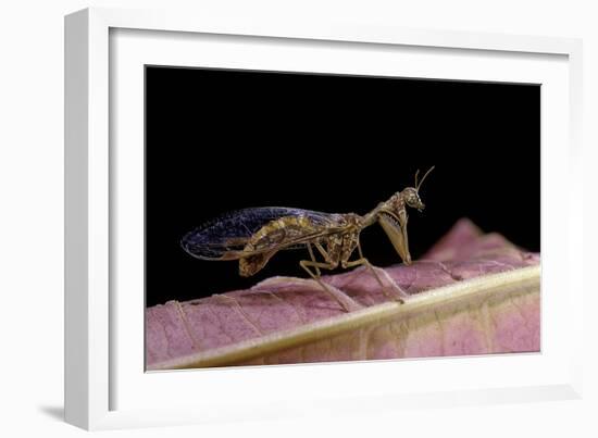 Mantispa Styriaca (Mantidfly)-Paul Starosta-Framed Photographic Print