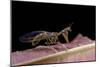 Mantispa Styriaca (Mantidfly)-Paul Starosta-Mounted Photographic Print