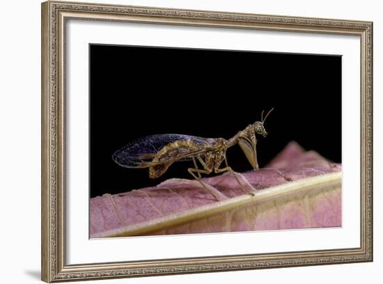 Mantispa Styriaca (Mantidfly)-Paul Starosta-Framed Photographic Print