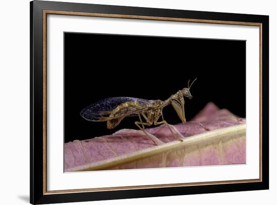 Mantispa Styriaca (Mantidfly)-Paul Starosta-Framed Photographic Print