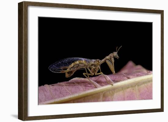 Mantispa Styriaca (Mantidfly)-Paul Starosta-Framed Photographic Print