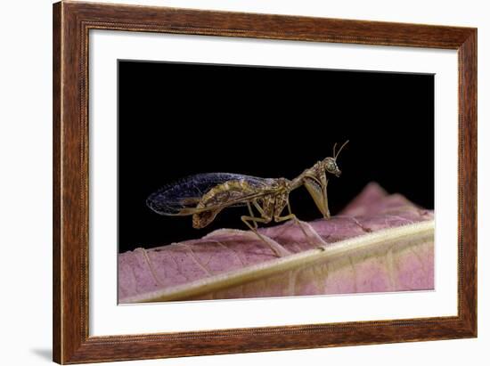 Mantispa Styriaca (Mantidfly)-Paul Starosta-Framed Photographic Print