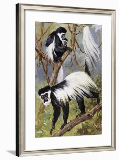 Mantled Guereza or Abyssinian Black-And-White Colobus (Colubus Guereza), Cercopithecidae-null-Framed Giclee Print