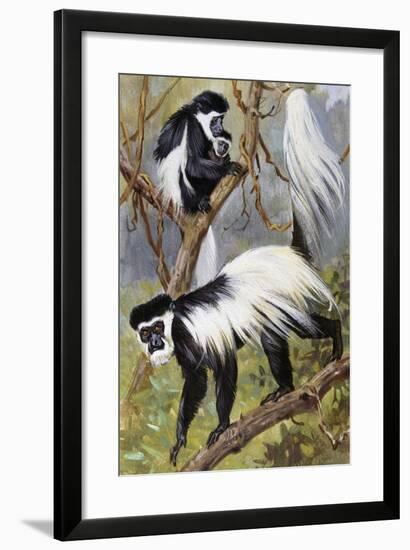 Mantled Guereza or Abyssinian Black-And-White Colobus (Colubus Guereza), Cercopithecidae-null-Framed Giclee Print