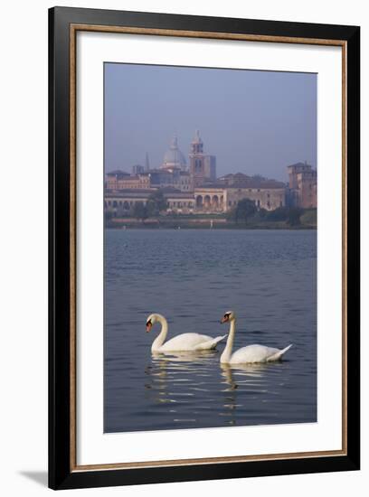 Mantua Swans-Charles Bowman-Framed Photographic Print