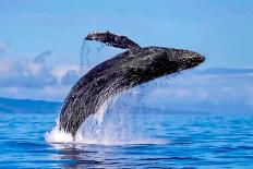 Brillant Rainbow on the Shore Behinf a Humpback Whale Showing its Tail to Whale Watchers.-Manuel Balesteri-Photographic Print