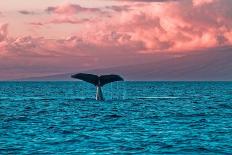 Brillant Rainbow on the Shore Behinf a Humpback Whale Showing its Tail to Whale Watchers.-Manuel Balesteri-Photographic Print