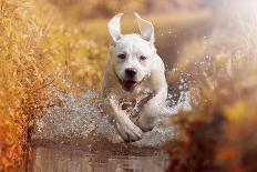 A Young Labrador Retriever Dog is Running through a River with a Pretty Face in Autumn-manushot-Photographic Print