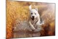 Photographic Print