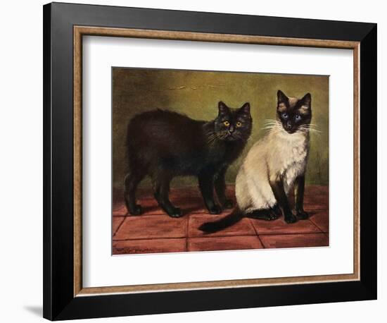 Manx and Siamese Cats-W. Luker-Framed Photographic Print