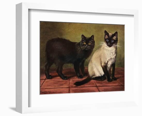 Manx and Siamese Cats-W. Luker-Framed Photographic Print