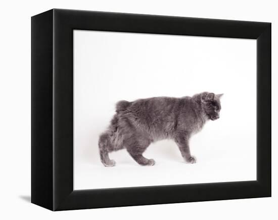 Manx Cat Blue Cymric-null-Framed Premier Image Canvas