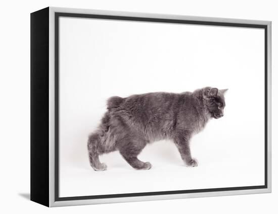 Manx Cat Blue Cymric-null-Framed Premier Image Canvas