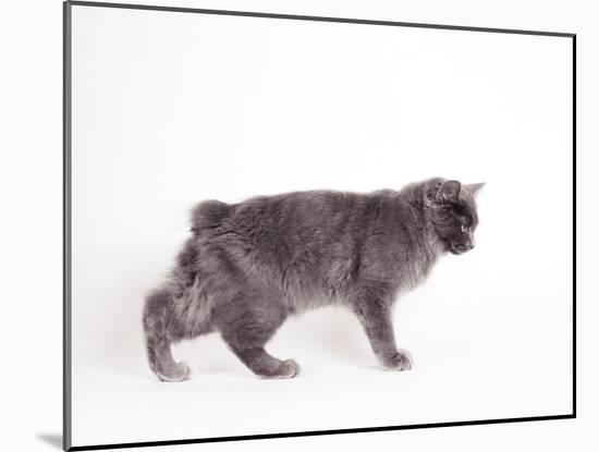 Manx Cat Blue Cymric-null-Mounted Photographic Print