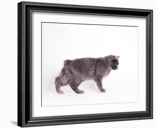 Manx Cat Blue Cymric-null-Framed Photographic Print