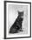 Manx Cat Sitting Down So You Cannot Really See That It Does Not Have a Tail-Thomas Fall-Framed Photographic Print