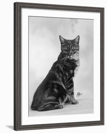 Manx Cat Sitting Down So You Cannot Really See That It Does Not Have a Tail-Thomas Fall-Framed Photographic Print