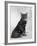 Manx Cat Sitting Down So You Cannot Really See That It Does Not Have a Tail-Thomas Fall-Framed Photographic Print