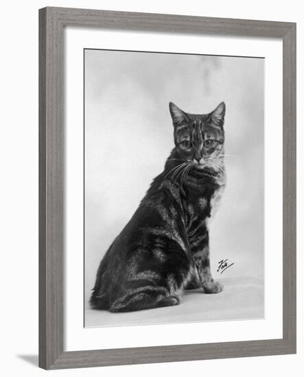 Manx Cat Sitting Down So You Cannot Really See That It Does Not Have a Tail-Thomas Fall-Framed Photographic Print